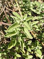 Nepeta mussinii - Nepeta racemosa (en Corse) (02) (Photo F. Mrugala)